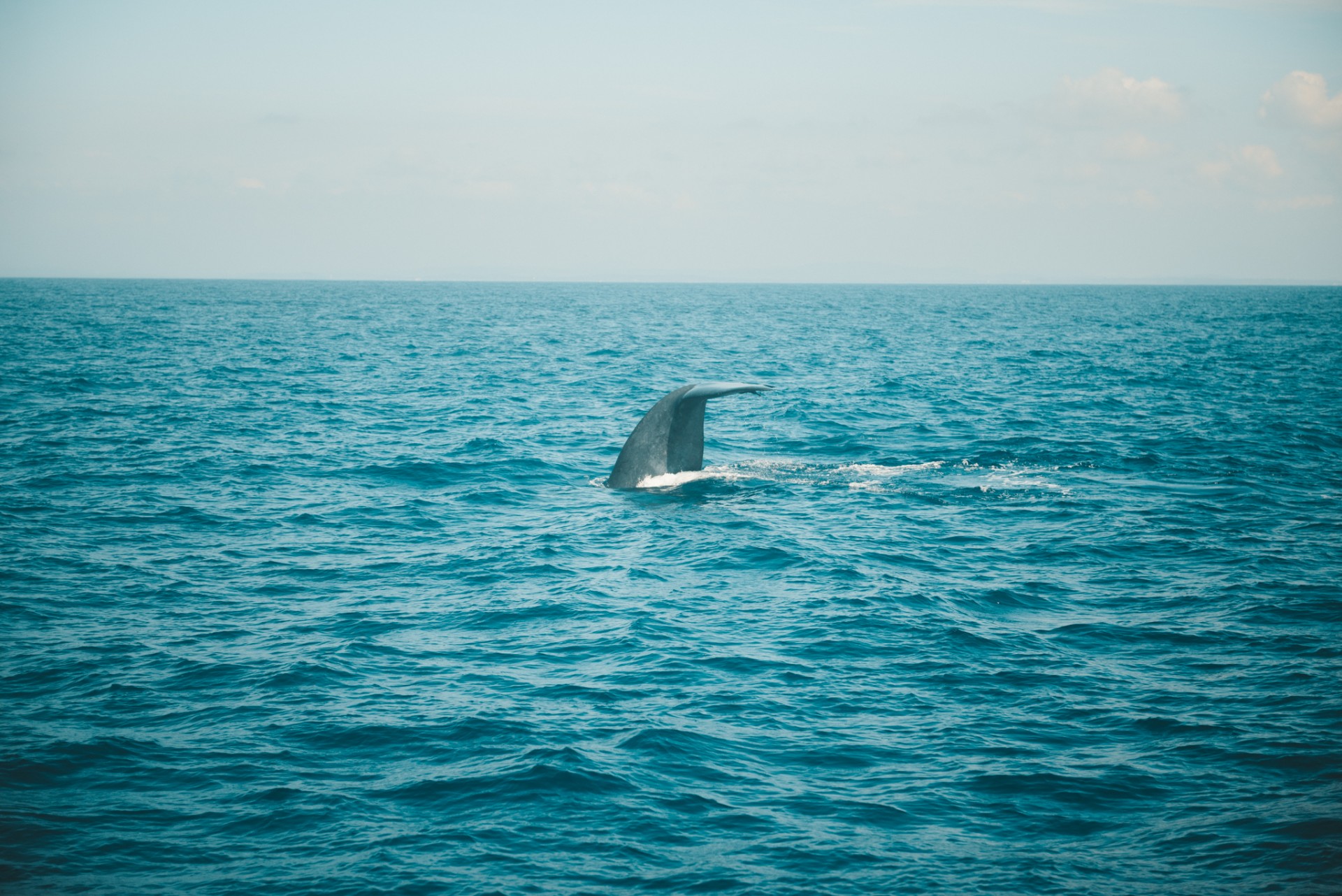Mantas gricenas foto whale