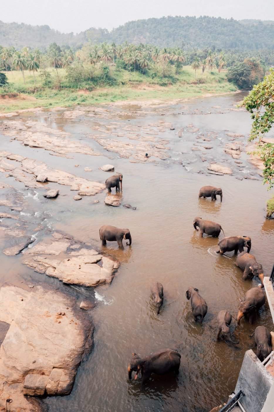 elephants sri lanka animal