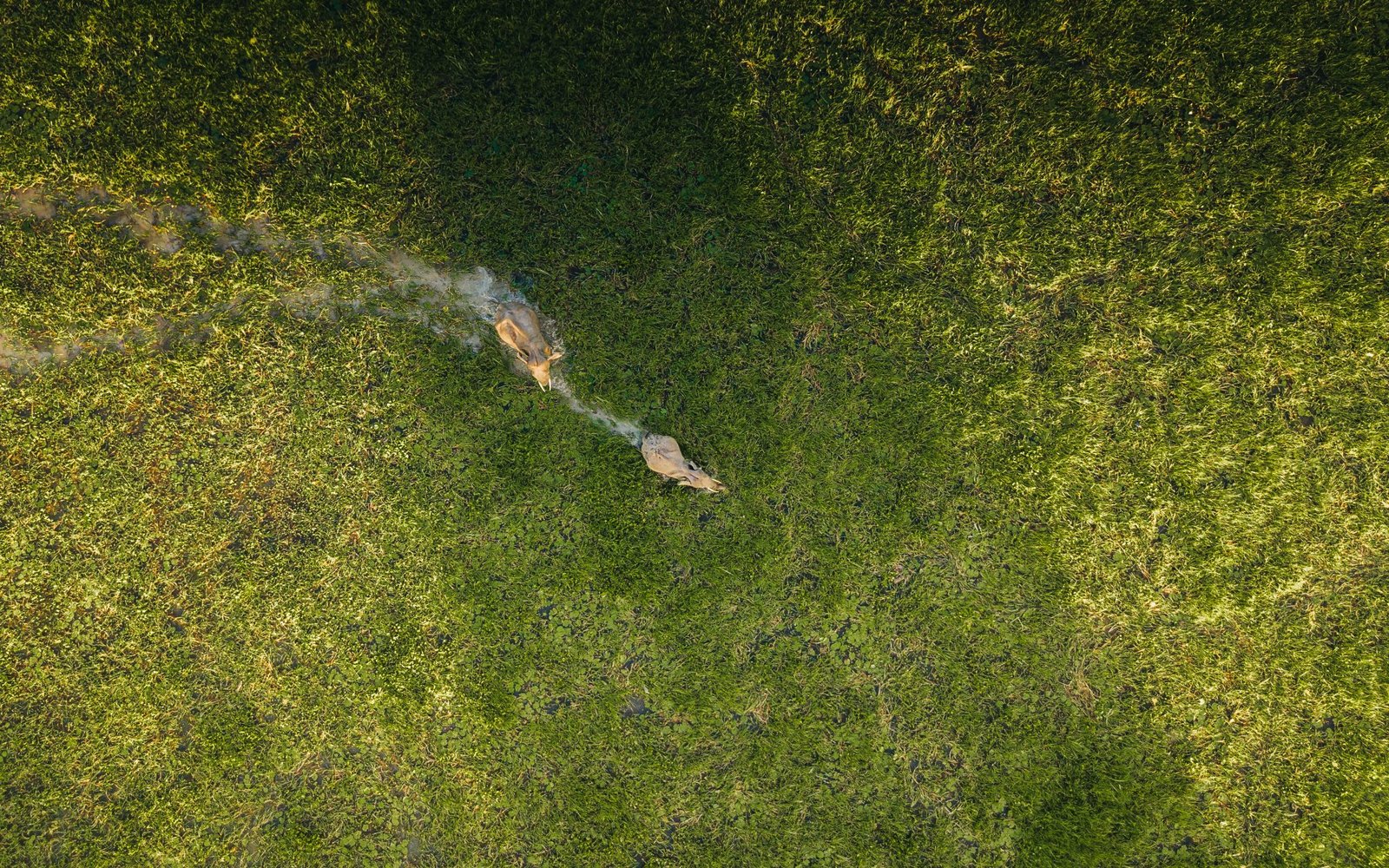 drone sri lanka philippines video